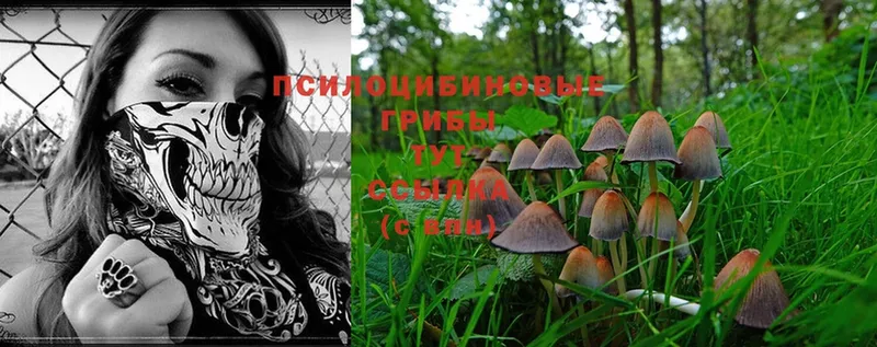 гидра маркетплейс  Ворсма  Галлюциногенные грибы Psilocybine cubensis 